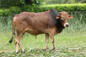 Bull No. 2377 (SOLD)