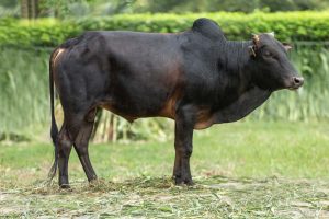 Bull No. 2382 (SOLD)