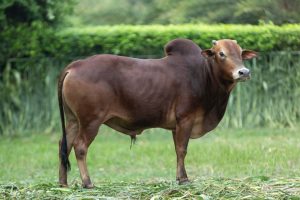 Bull No. 2394 (SOLD)