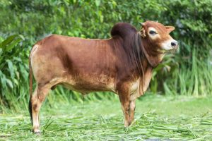 Bull No. 2401