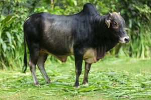 Bull No. 2407