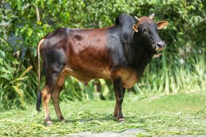 Bull No.  2414 (SOLD)