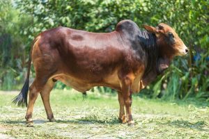 Bull No. 2433 (SOLD)