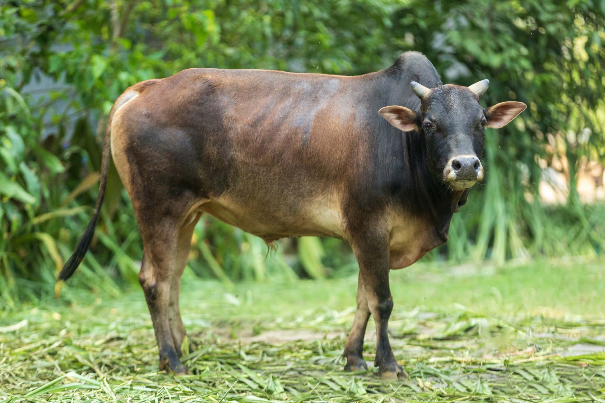 Bull No. 2440 (SOLD)