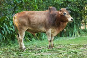 Bull No. 2446 (SOLD)