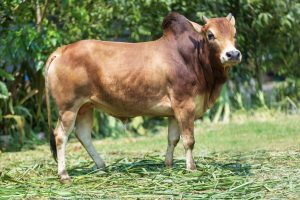 Bull No. 2450 (SOLD)