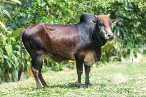 Bull No. 2453 (SOLD)
