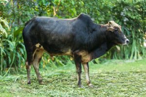Bull No. 2463