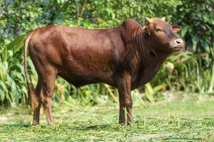 Bull No.  2466