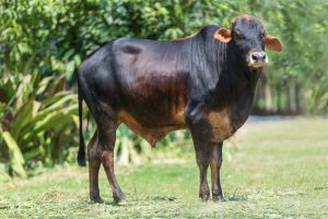Bull No. 2472