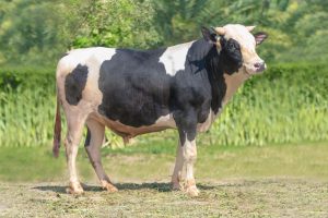 Bull No. 35G (SOLD)