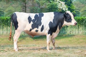 Bull No. 55BA