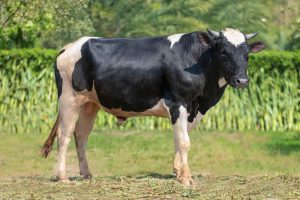 Bull No. 64D (SOLD)